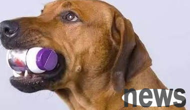 This article tells you how to prevent and treat urinary incontinence symptoms in dogs?