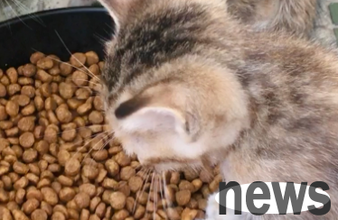 What foods are there for cats?