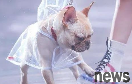 The heavy rainstorm temperatures, you must master the expertise of pet raising!
