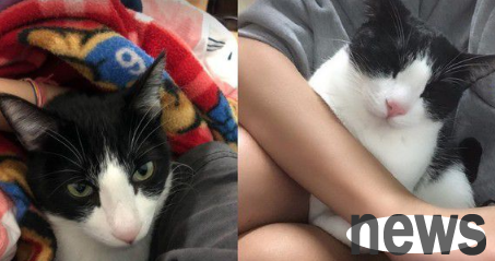 Help the slave burn body fat! The 5kg Mercedes cat weighs heavily on the belly