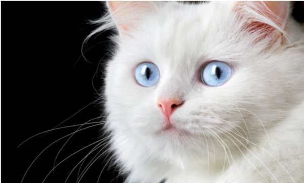 The process of shipping a blue-eyed white cat from Dongguan to Shangrao!