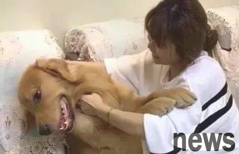 The mistress wants to take advantage of the golden retriever, but the golden retriever would rather die than obey: he is not a dog like me