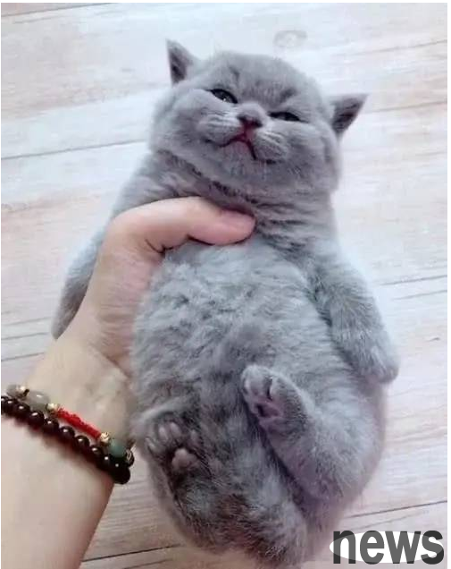 The little kitten was so sleepy that she couldn t take care of herself. She fell asleep instantly while holding it in her hand. The owner s heart was completely broken.