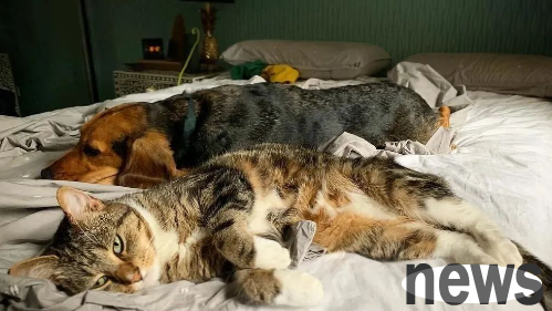 Cross-racial feelings: It feels like the dog is not carrying the cat, but the whole world