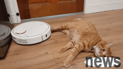 Cats and dogs react differently after bringing a sweeping robot home! Is my cat not normal enough?
