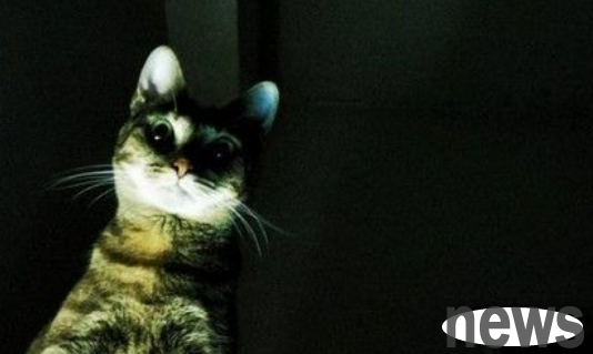 I felt like there was a pair of eyes watching me every night, and finally I realized it was my cat