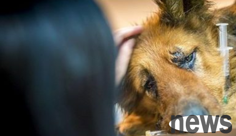 Stray dogs were brutally mutilated and a perverted butcher was arrested but could not be convicted