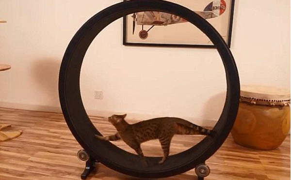 American Man Invents 