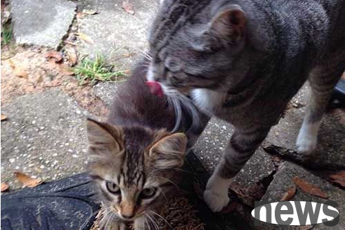 Super heartwarming! The tabby stray cat picked up a little stray cat while walking and wants a cat slave to take it in with him.