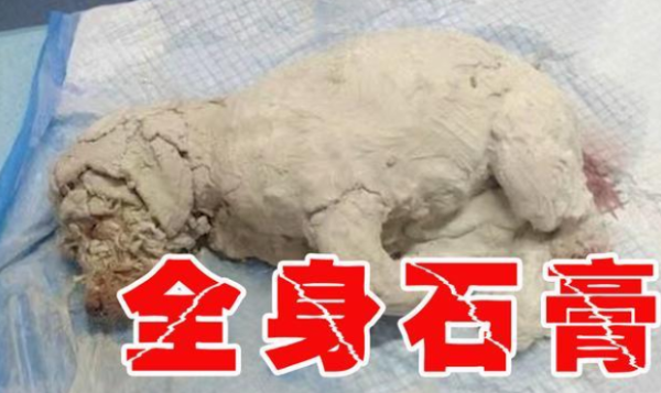 A 3-month-old puppy was covered in plaster and abused, its retinas were burned, and the perpetrator was arrogant and provocative