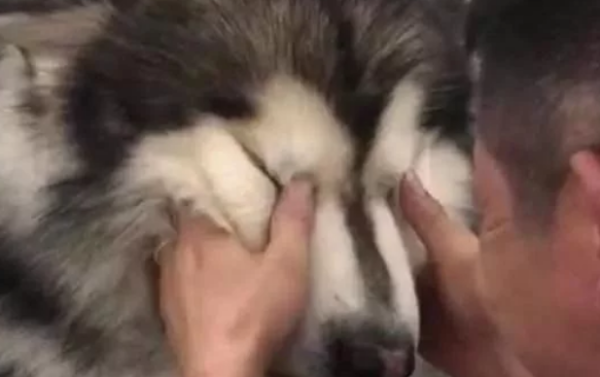 A big dog weighing more than 100 pounds was yelled at by a Chihuahua and cried like a child. The owner couldn t help but laugh out loud in the middle of coaxing him.